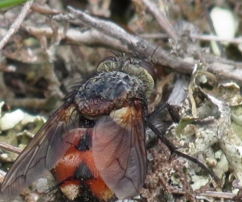 Peleteria rubescens